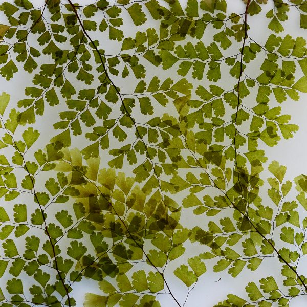 Adiantum